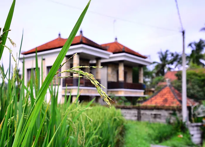 Ubud Sawah Scenery And