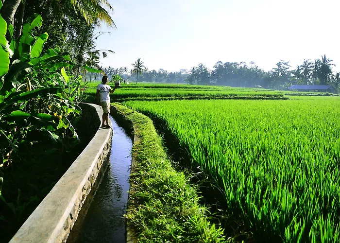 Ubud Sawah Scenery And Tegallalang (Bali)