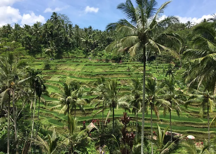 Ubud Sawah Scenery And *