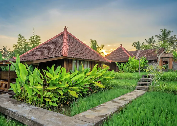 Ubud Sawah Scenery And