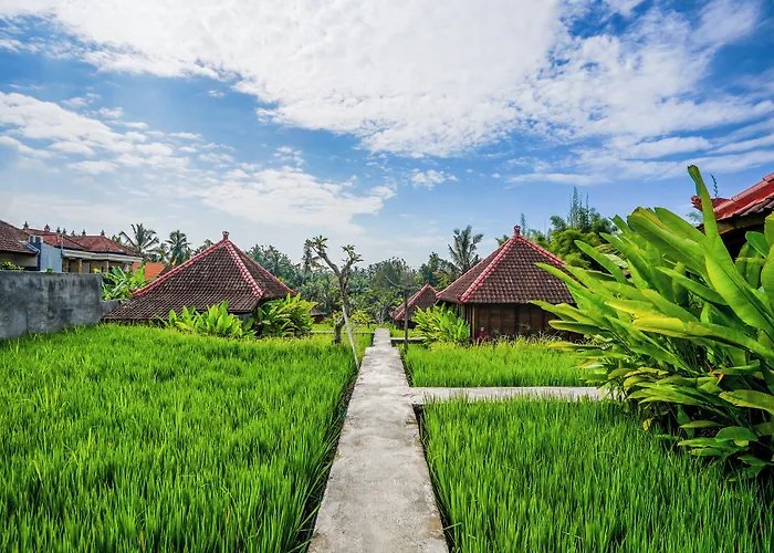 Ubud Sawah Scenery And