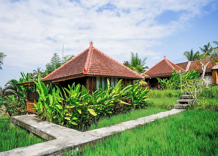 Ubud Sawah Scenery And