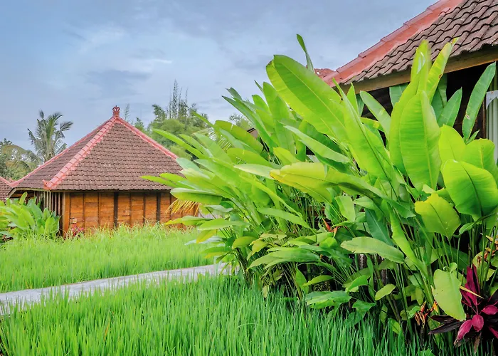 Alloggio in famiglia Ubud Sawah Scenery And *