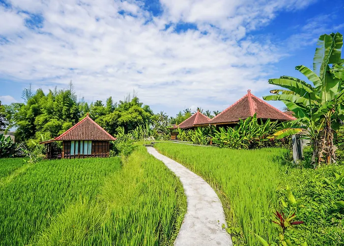 Ubud Sawah Scenery And *