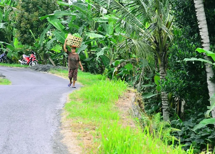 Ubud Sawah Scenery And Tegallalang (Bali)