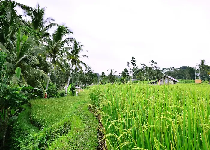 Séjour chez l'habitant Ubud Sawah Scenery And *