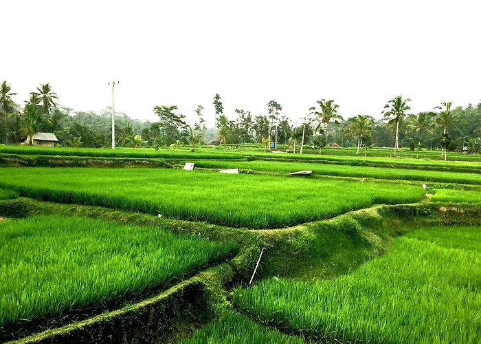 Ubud Sawah Scenery And Alloggio in famiglia