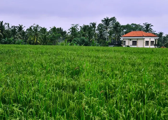 Ubud Sawah Scenery And *